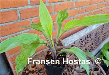 Hosta Lipstick Sister